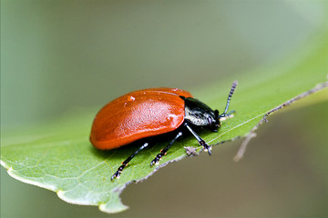 Image showing wild red cercopidae vulnerata coccinellidae anatis  