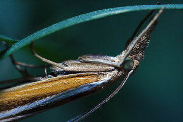 Image showing brown  butterfly trichoptera on a green leaf