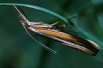 Image showing brown orange butterfly trichoptera on a green