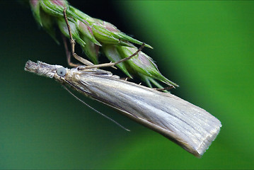 Image showing  little  butterfly trichoptera on a green