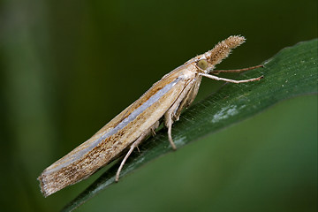 Image showing side of wild brown orange butterfly trichoptera 