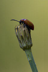 Image showing anatis ocellata coleoptera on a flower 