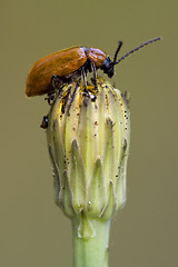 Image showing the side of  wild  coccinellidae  cercopidae