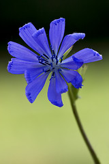 Image showing blue composite  cichorium intybus