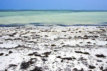 Image showing seaweed beach 