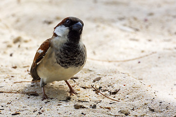 Image showing black eye in sand belle mare