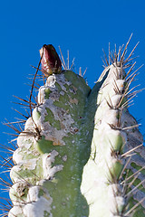 Image showing Cactus macro