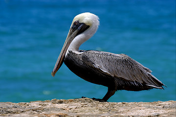 Image showing f little white black pelican whit black eye 