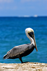 Image showing  little white black pelican