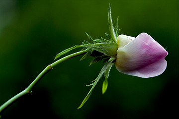 Image showing close up of a  pink rosa canina rosacee  