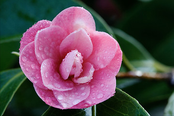 Image showing rosa canina rosacee  in green background and drop