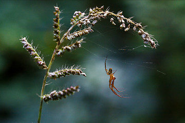 Image showing flower pisauridae pisaura mirabilis agelenidae