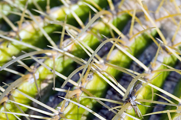 Image showing Cactus macro