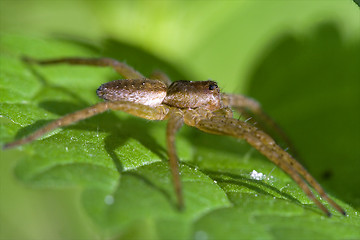 Image showing  heteropods sicariidae loxosceles rufescens 