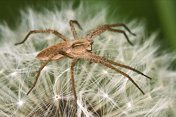 Image showing loxosceles rufescens misumena vatia