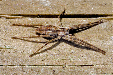 Image showing thomisidae heteropodidae heteropods