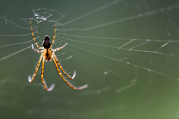 Image showing web pisauridae pisaura mirabilis 