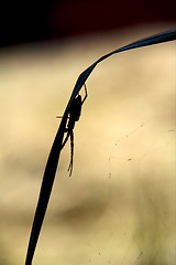 Image showing abstract flower web pisauridae pisaura