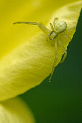 Image showing flower agelenidae tegenaria gigantea 