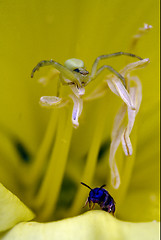 Image showing flower pisaura sicariidae loxosceles rufescens 