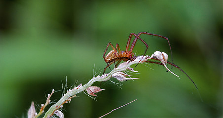 Image showing flower web pisauridae pisaura mirabilis 