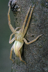 Image showing thomisidae tibellus oblungus thomisidae 