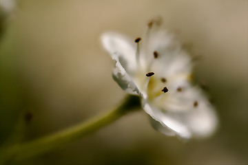 Image showing arvensis mespilus germanica  malus sylvestris pyrus