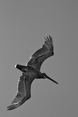Image showing black pelican  flying in  epublica dominicana la romana
