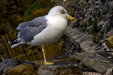 Image showing sea gull  rest in the rock