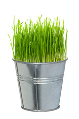 Image showing Green grass in a small metal bucket