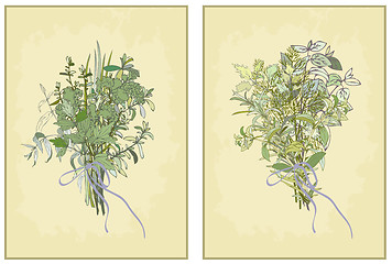 Image showing Spicy herbs. Collection of fresh herbs. Illustration spicy herbs
