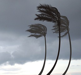 Image showing Palms in the Storm