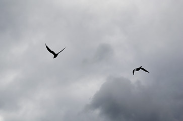 Image showing Silhouettes of seagulls