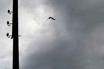 Image showing Silhouette of seagull