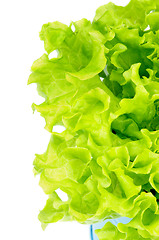 Image showing Lettuce