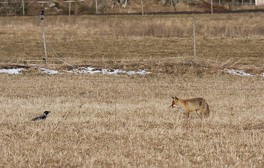 Image showing fox and crow