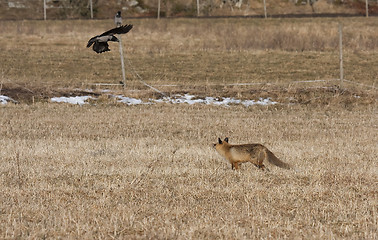 Image showing fox and crow