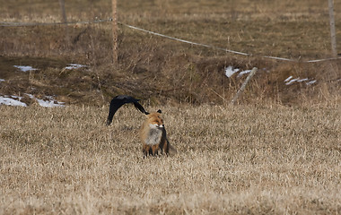 Image showing fox and crow