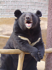 Image showing Happy Smiling Bear in encloser