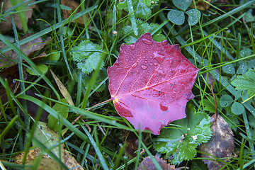 Image showing Red leaf and green grass