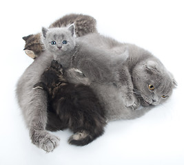 Image showing family portrait of Scottish fold cats