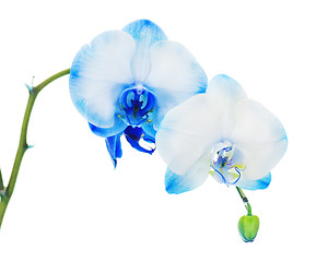 Image showing Real blue orchid arrangement centerpiece isolated on white backg