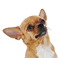 Image showing Red chihuahua dog isolated on white background.