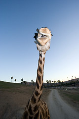 Image showing Giraffe Close-up