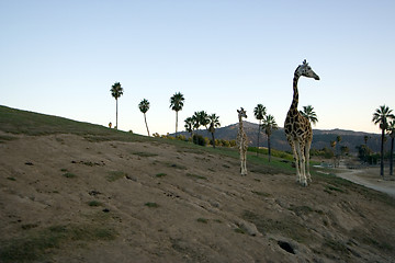 Image showing Giraffe family