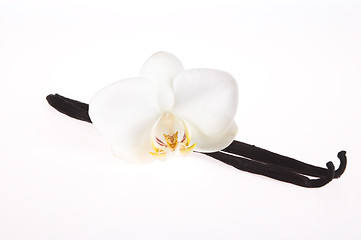 Image showing Vanilla pods and flower