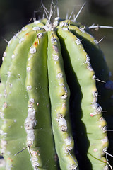 Image showing Cactus macro