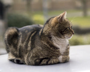 Image showing Cat