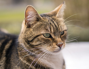 Image showing Cat