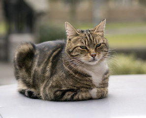 Image showing Cat